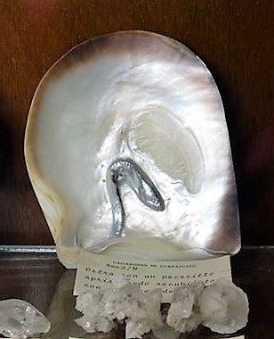 Perla Natural Carapus - Museo de Zacatecas (2).jpg - Carapus pearl fish pearl