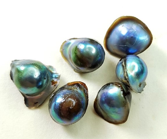 Perlas de Cultivo de Abulon de Chile (2) (Small).jpg