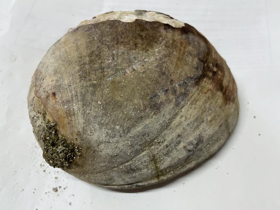 Petrified Shell.jpeg