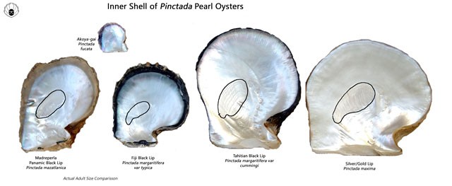 Pinctada-Inner-shells.jpg - Inner shell comparison of Pinctada species