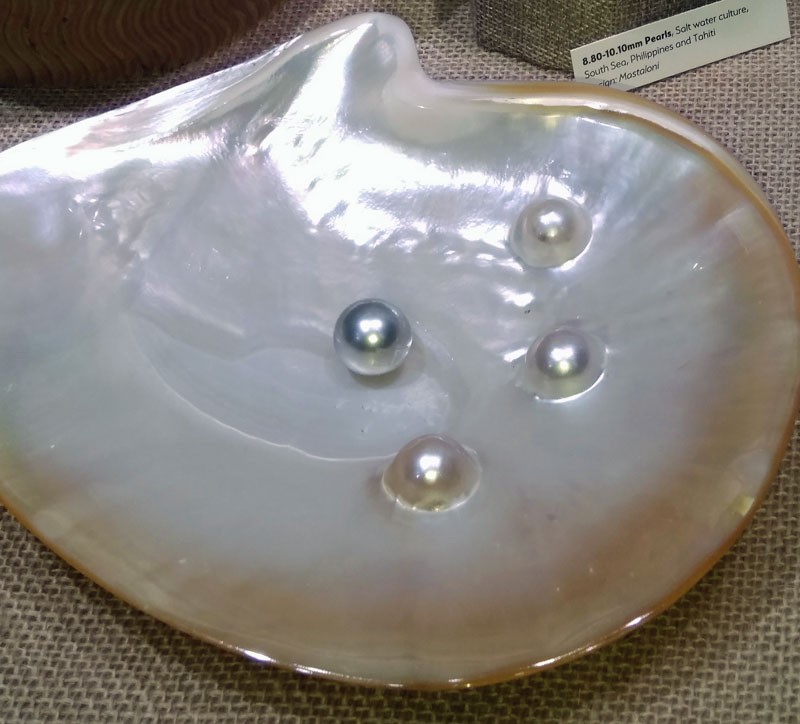 Gold-lip pearl shell displaying three Mabe blisters and a large South Sea pearl