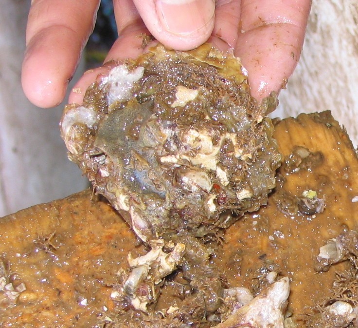 A young black-lip pearl oyster in the process of being hand-cleaned. - A young black-lip pearl oyster in the process of being hand-cleaned.