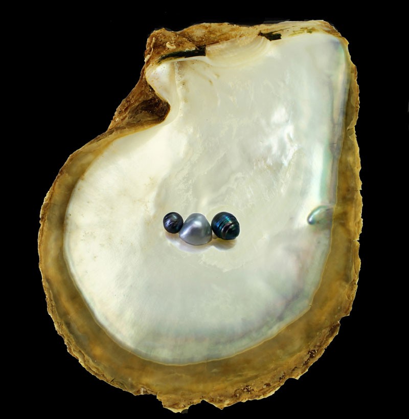 Pinctada-mazatlanica-with cultured pearls