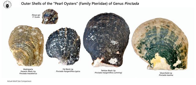 Pinctada-shell-comparisson-Outer.jpg - Pinctada species shell comparison (exterior)