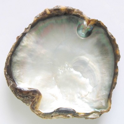 Pinctada_margaritifera_shell_inside mabe.jpg