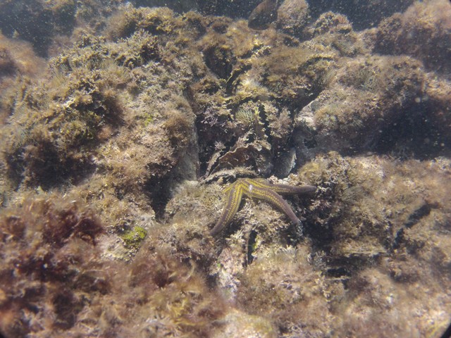 Black lipped oysters and approaching starfish