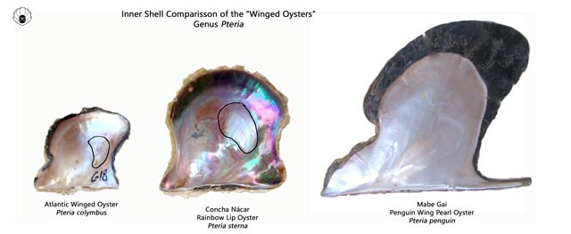 Pteria-inner-shell-comparisson.jpg - Inner shell of Pteria genus pearl oysters