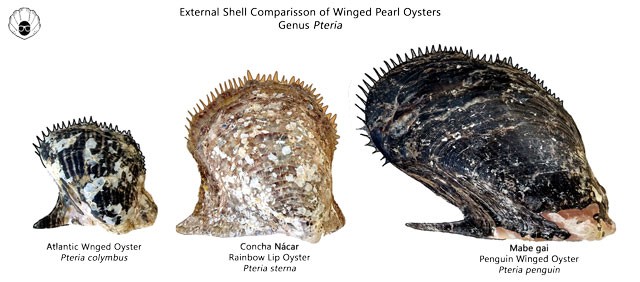 Pteria-outer-shell-comparisson.jpg