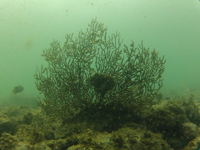 Pteria sterna on a coral fan