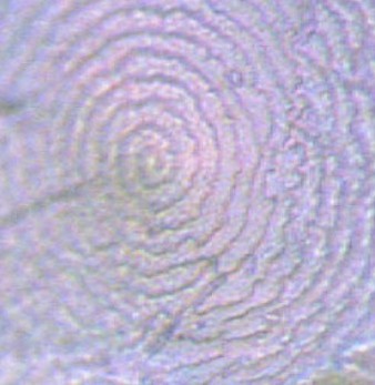Pteria Sterna Spirale Foto Microscopio 100x por Lore Kieffert.jpg