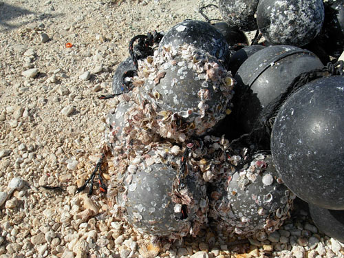 shell encrusted buoys.JPG