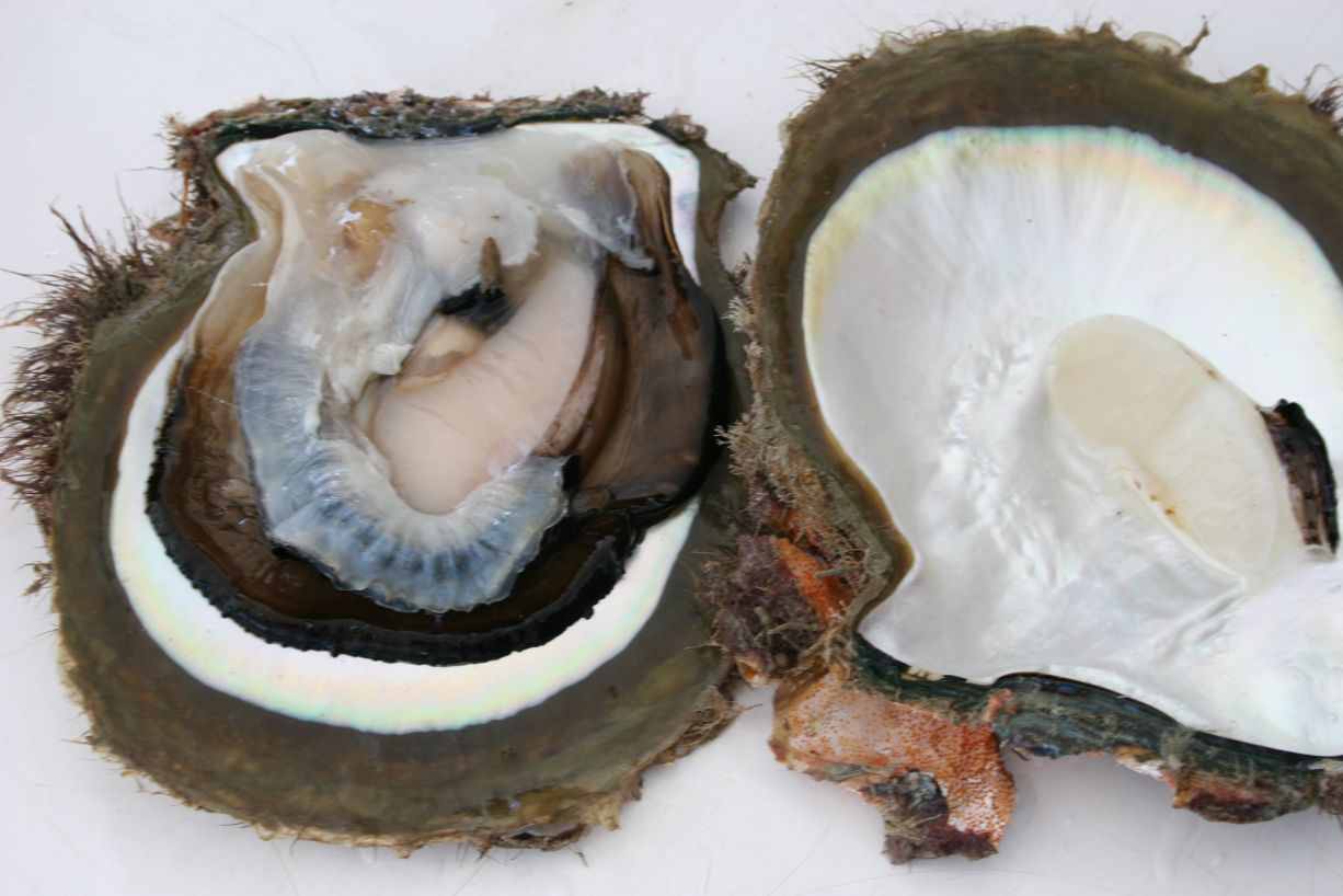 Silver lip South Sea pearl oyster.jpg