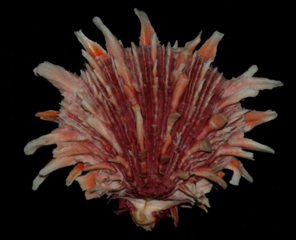 Spondylus princeps shell