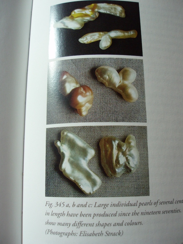 Strack page  413 photo large Biwa pearls.jpeg