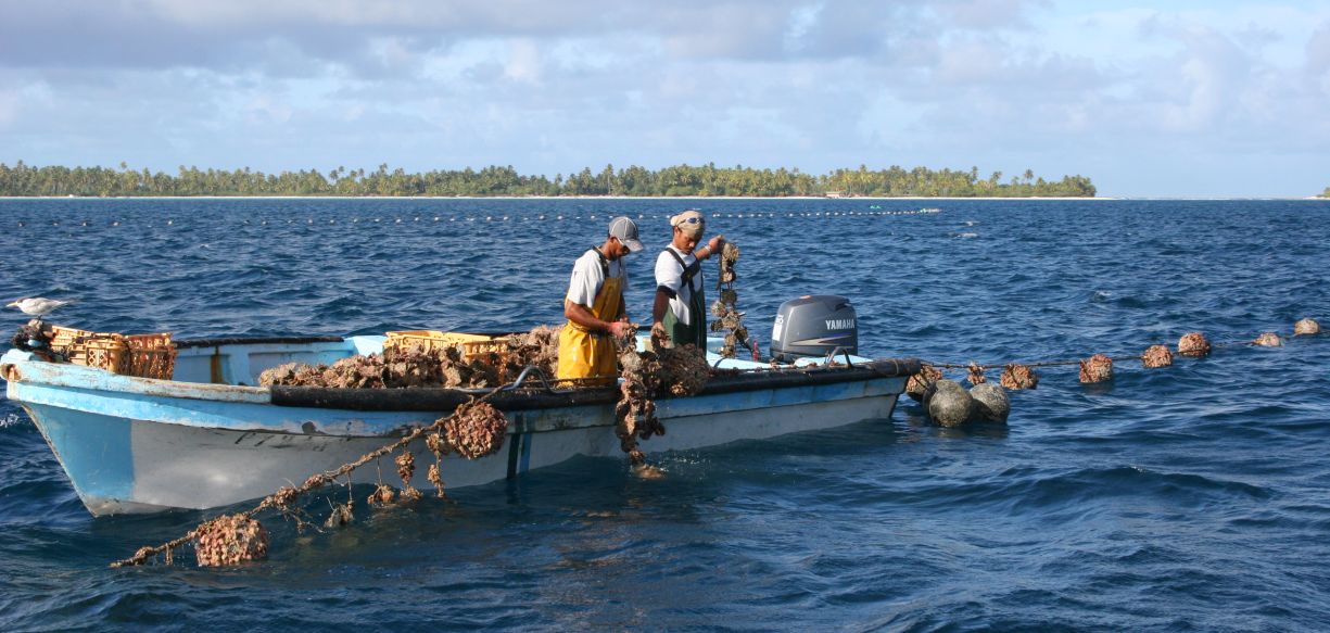 Tahitian pearl farm workers cleaning shells.jpg