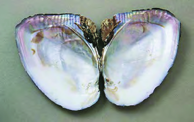Hyriopsis cumingi freshwater mussel shell