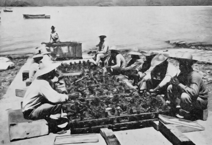 Workers collecting pearl oyster spat in Mexico