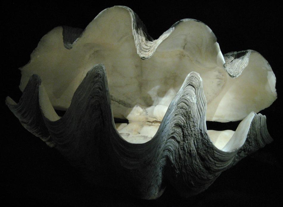 Tridacna gigas (Giant Clam) shell