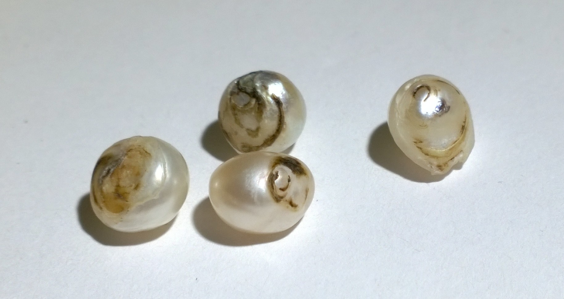 WP_20171206_19_53_49_Pro.jpg - Pinctada mazatlanica natural pearls