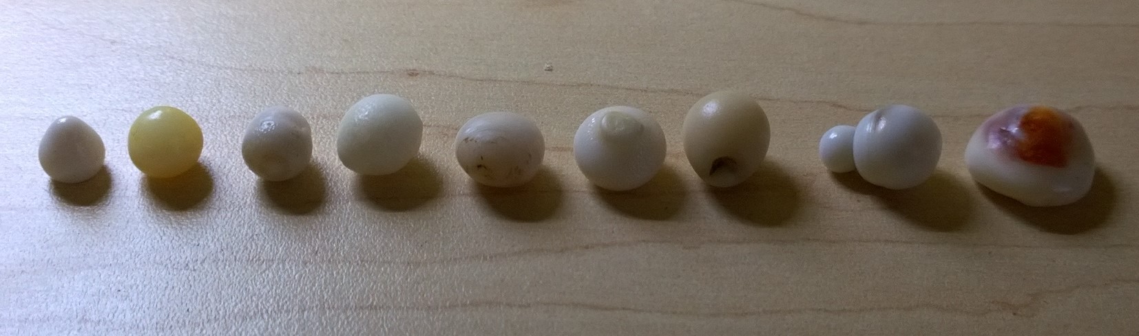 Natural Clam Pearls