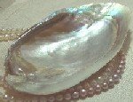 shelltiny.jpg