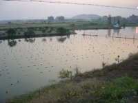 pg-freshwater pearl farm.JPG