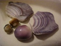 wampum and pearl.jpg