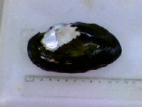 anodontites01.jpg