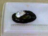 anodontites02.jpg