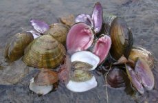 racoon eaten mussels shells.jpg