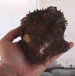 Ostra 4.jpg