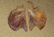 Pteria colymbus.jpg