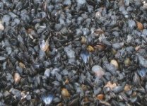 mussels 3.jpg