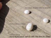 scallop_pearlset.jpg