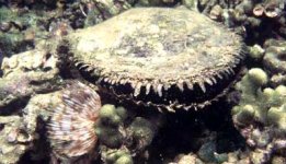 Pinctada maxima pearl oyster shell