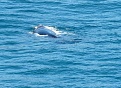 3.  This female Southern Right whale and her calf seemed to be following us - for about 5 km or so -