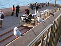 Random birds sitting in a row. Random birds sitting in a row.