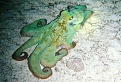 cozumel octopus