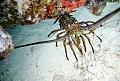 cozumel spiney lobster
