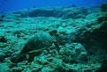 cozumel turtle swimming