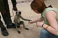 Police monkey in Agra