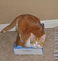 Fat cat in a little box