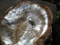 Natural Pearl of Pinctada Maxima and shell