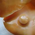 Cassis Cornuta 42cts pearl on it's shell