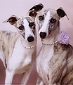 These pearly Whippet girls aren't mine but I LOVE this pic. My first Whippet was a gentle girl named