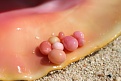 Queen Conch and collection of fine pearls