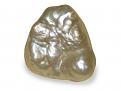 pinctada maxima (5.5 grams)