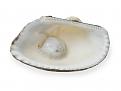 white clam 01664