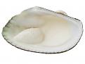 white clam 01665