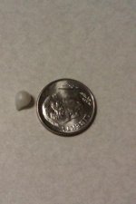 pearl.jpg